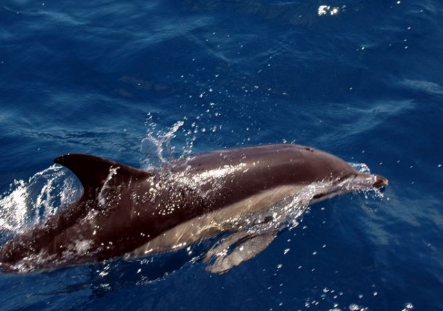  Delfinbeobachtung 
